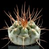 Gymnocalycium_bozsingianum